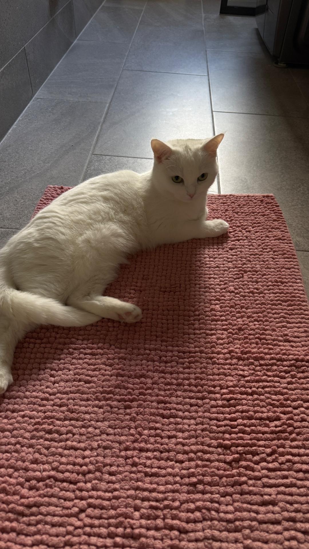 Kattfoto 3