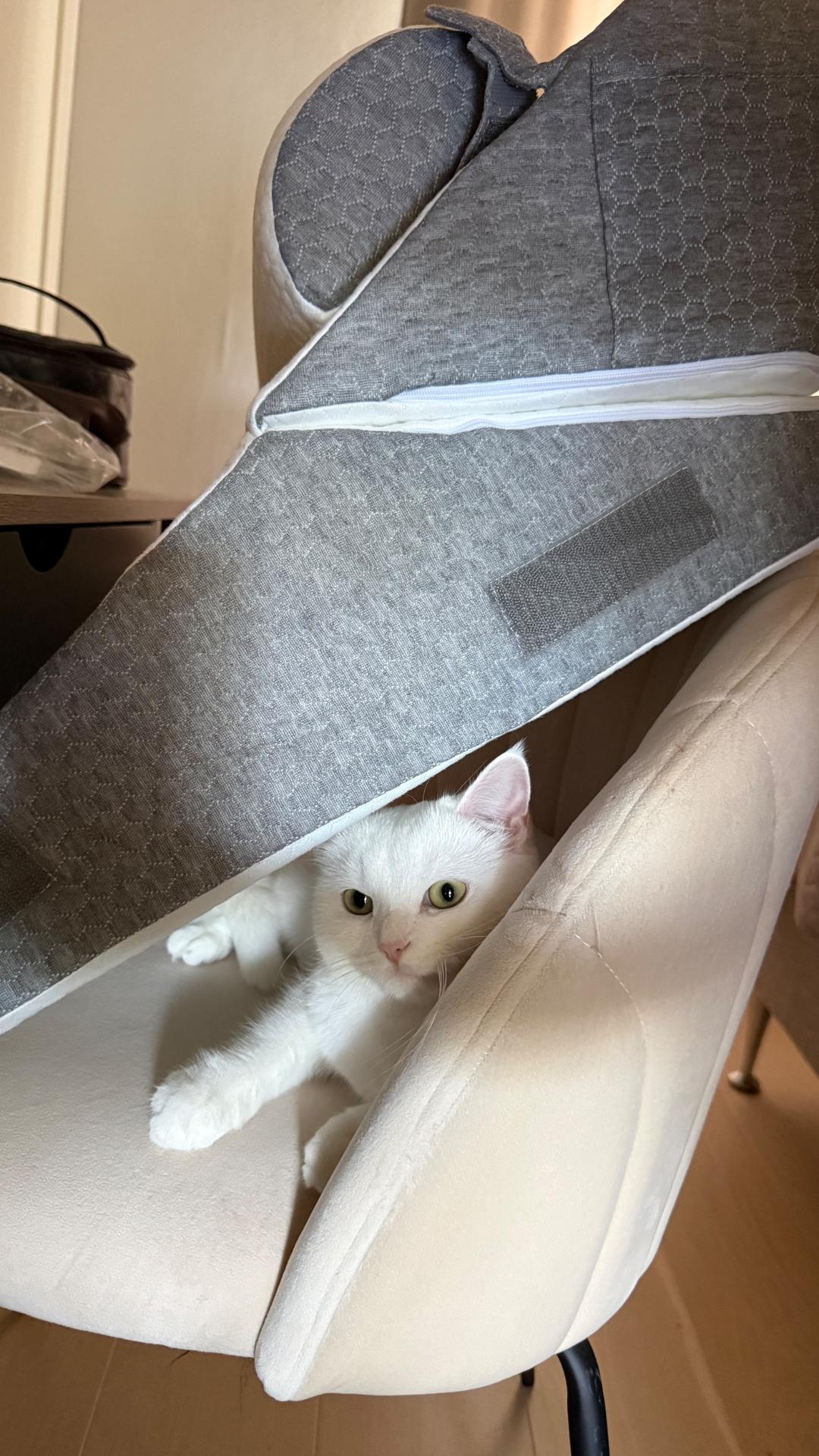 Kattfoto 4