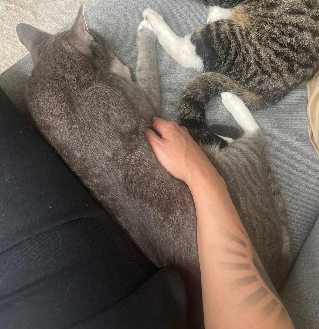 Kattfoto 2