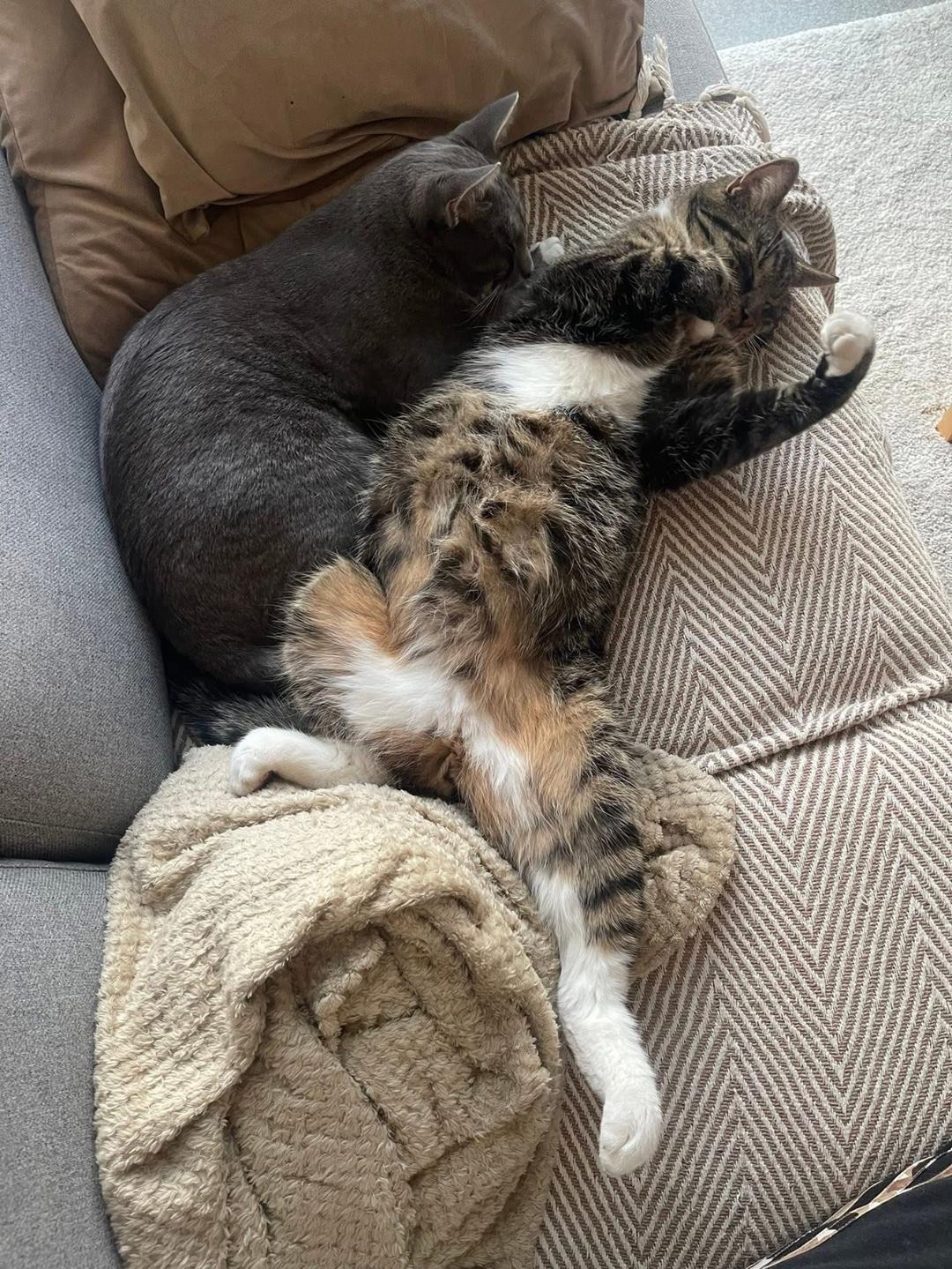 Kattfoto 3