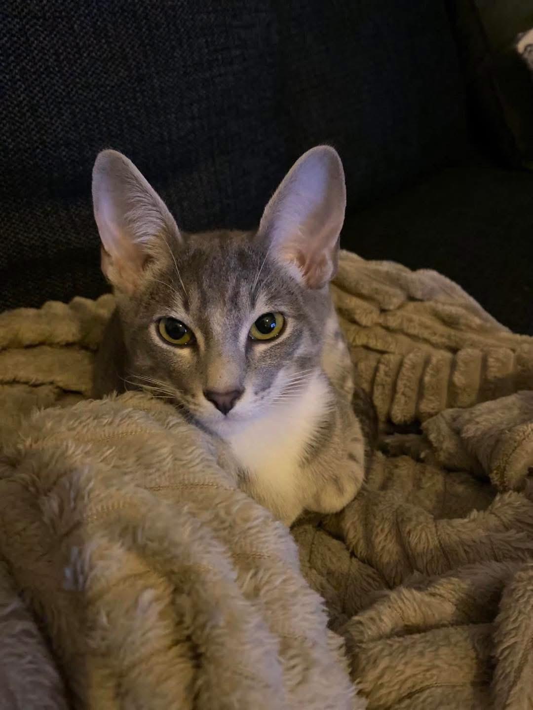 Kattfoto 4