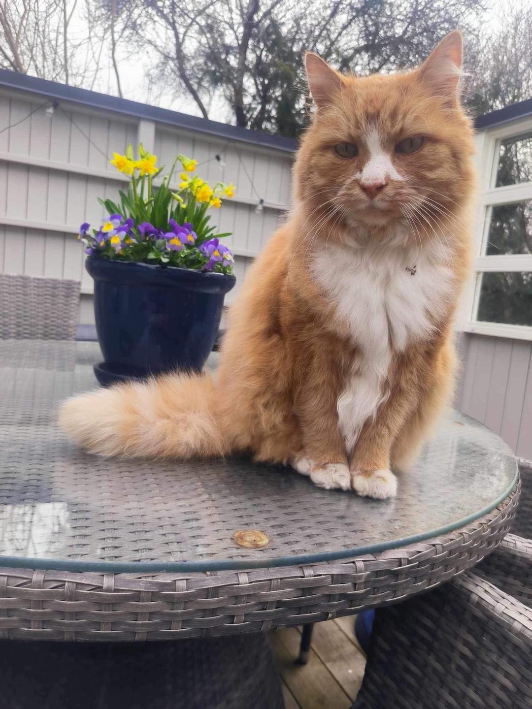 Kattfoto 2