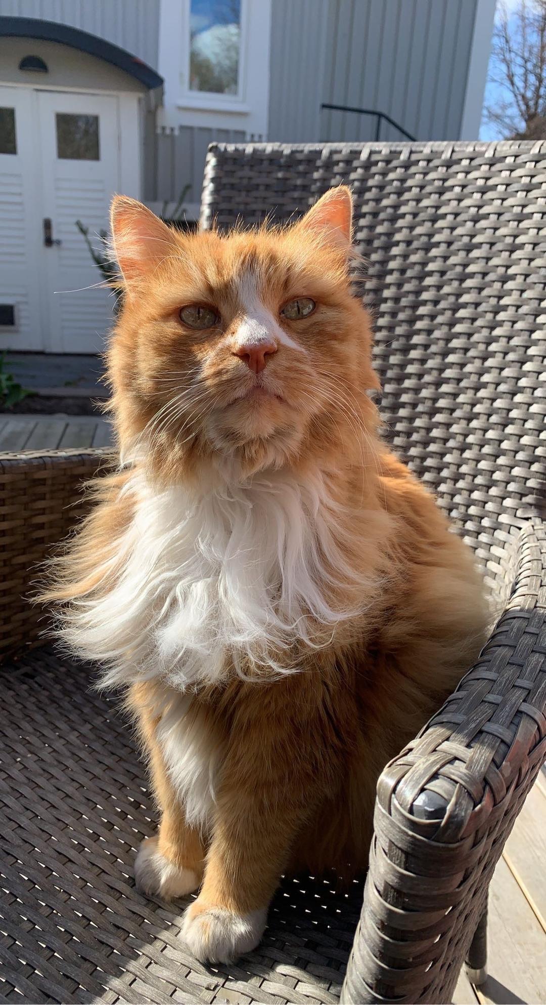Kattfoto 3