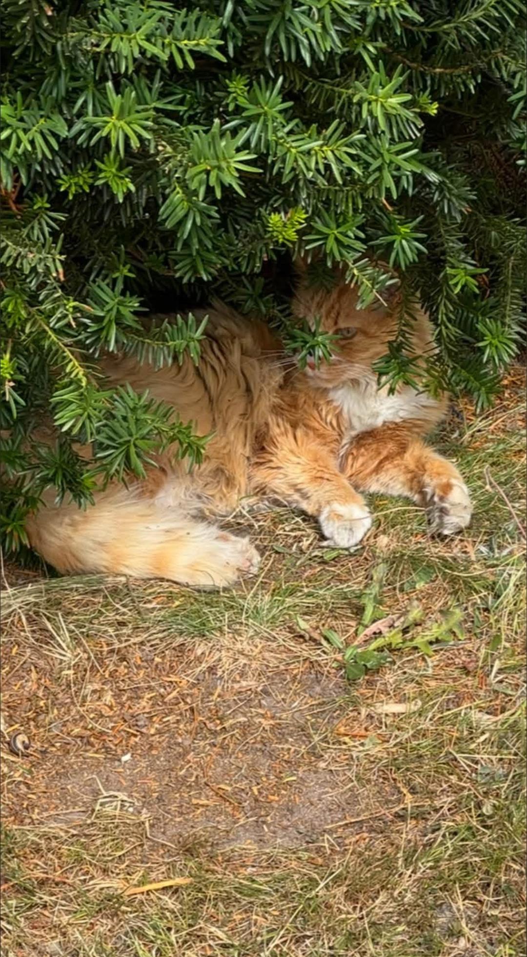 Kattfoto 4