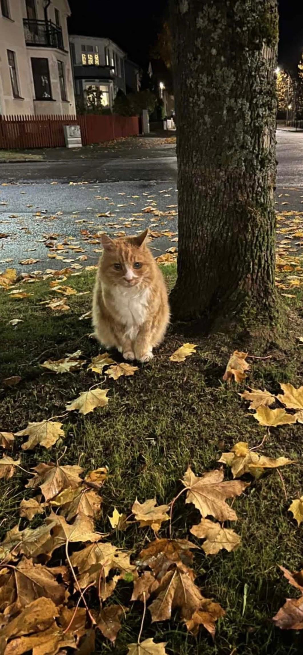 Kattfoto 5