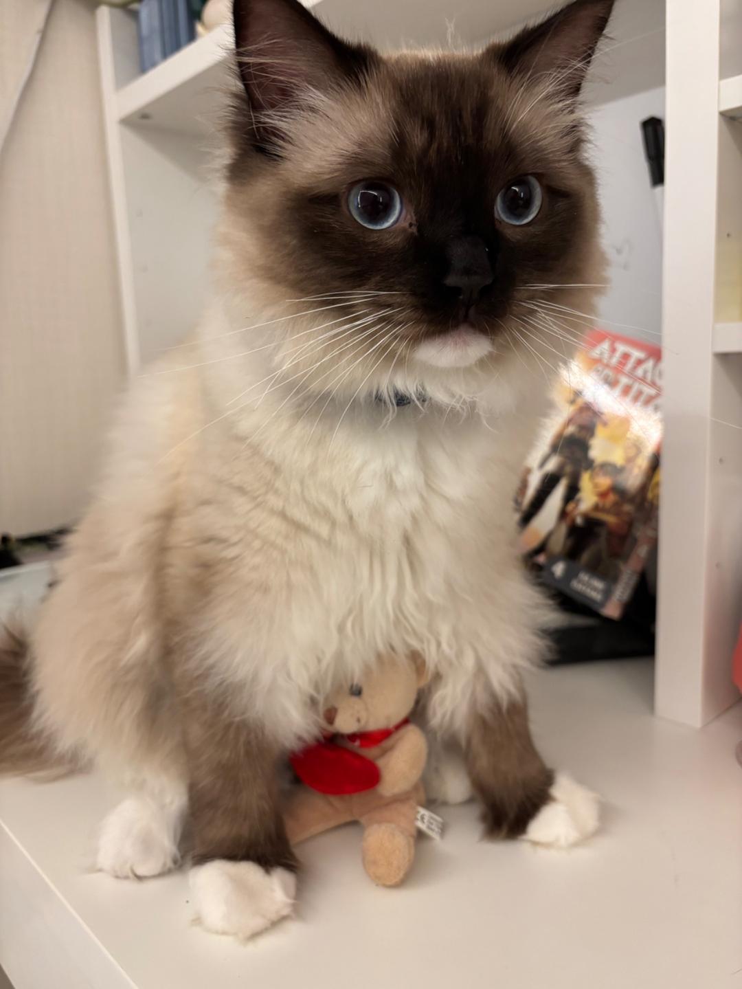 Kattfoto 2