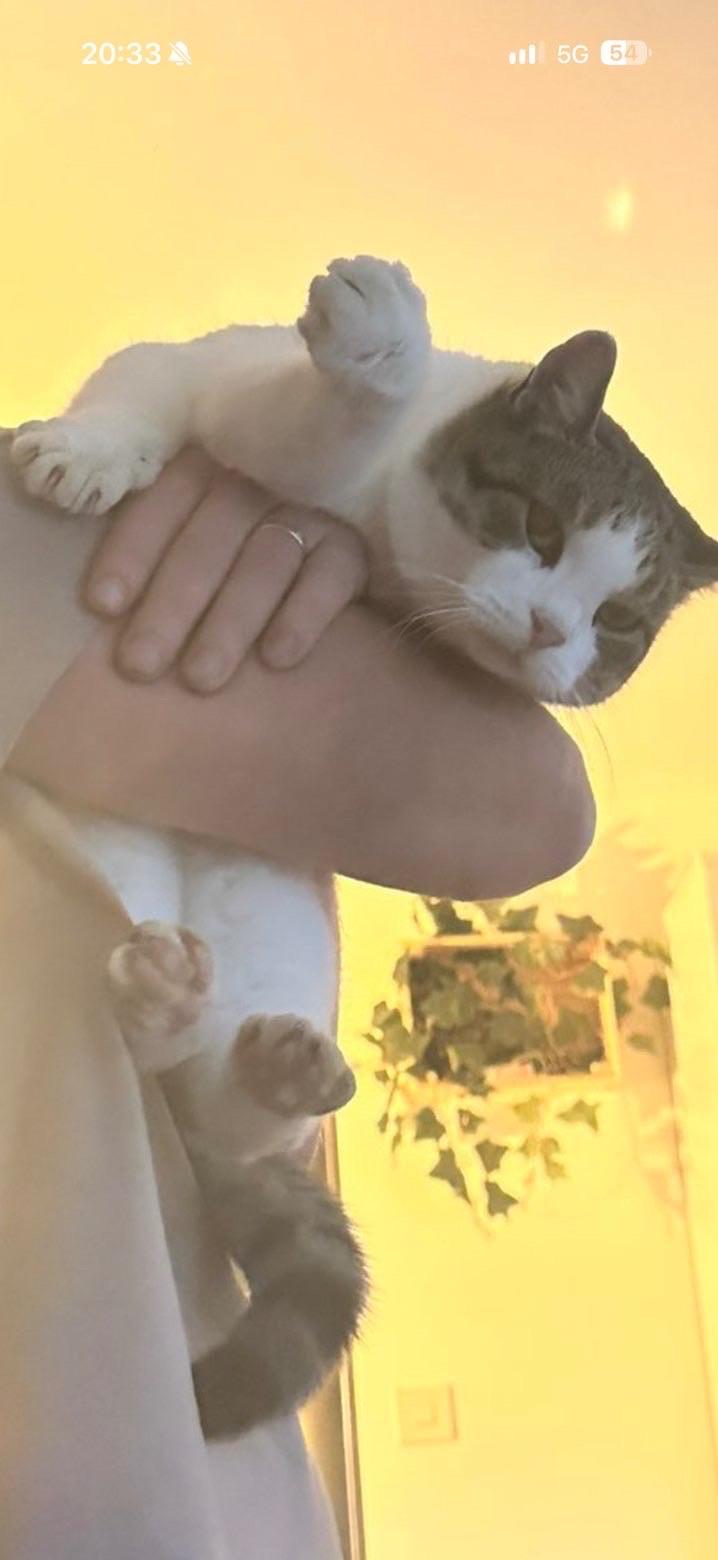 Kattfoto 2