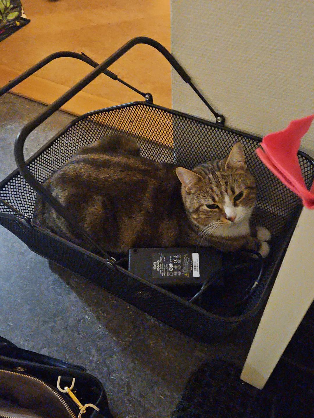 Kattfoto 2
