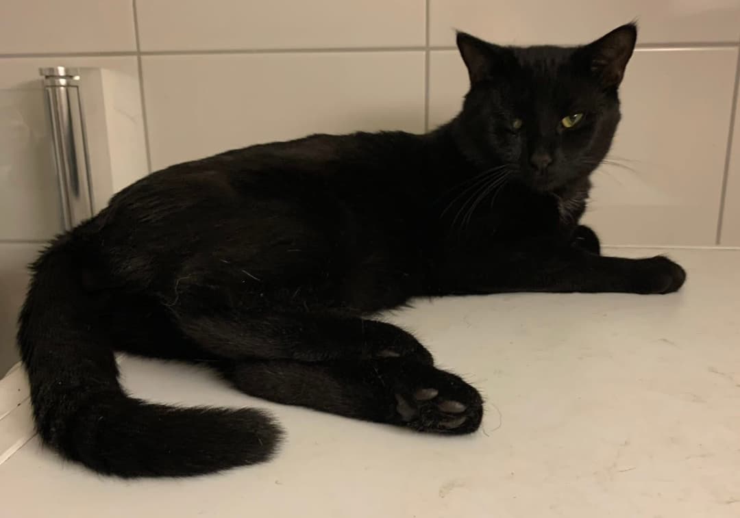 Kattfoto 3