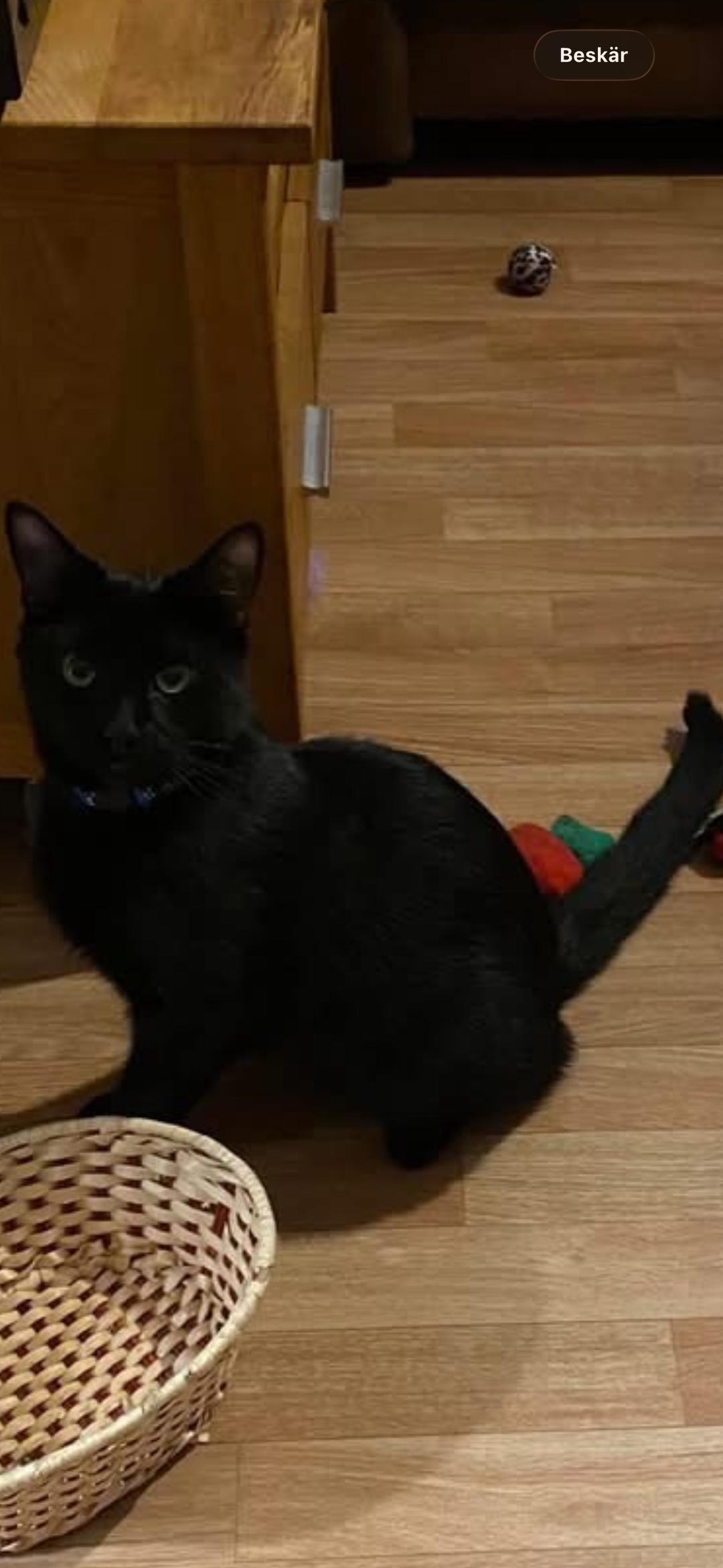 Kattfoto 2