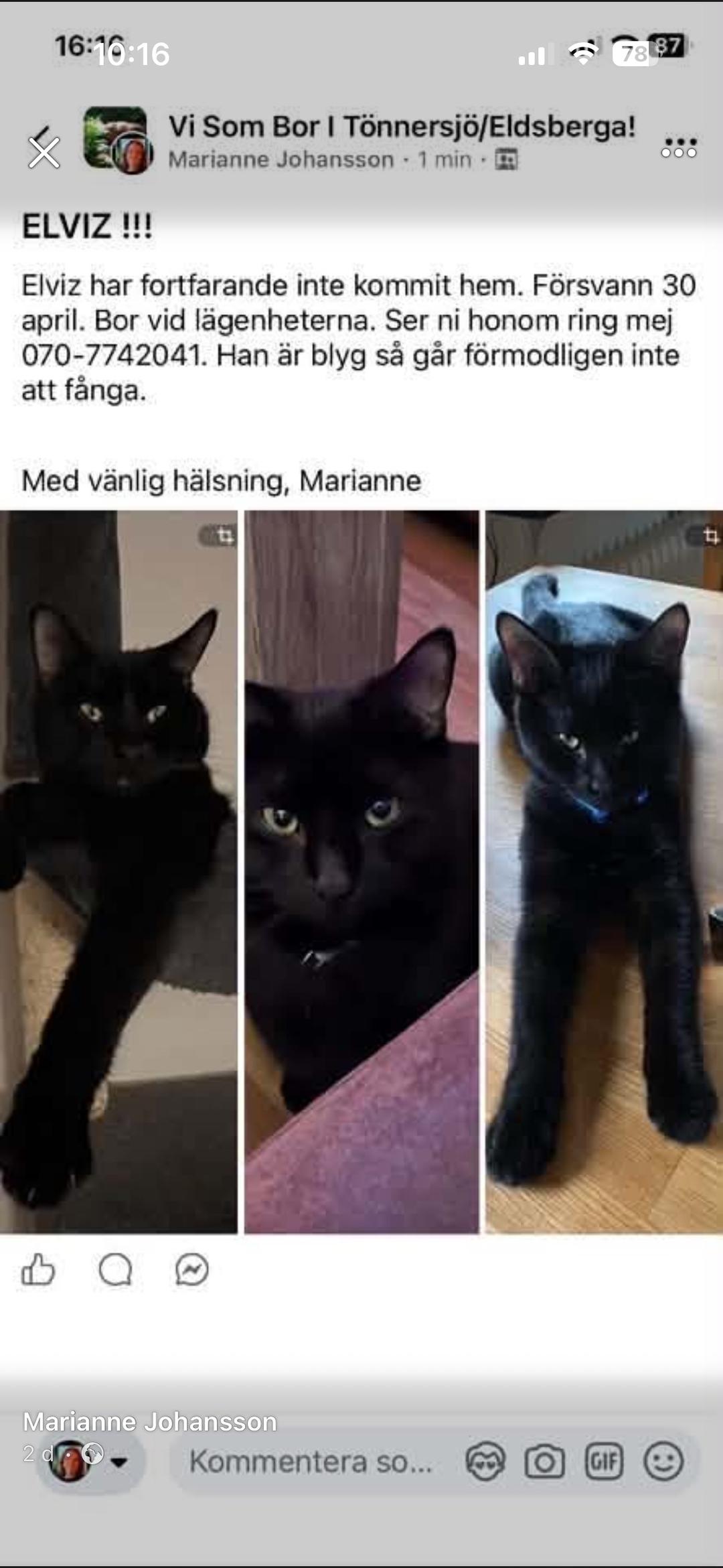 Kattfoto 3