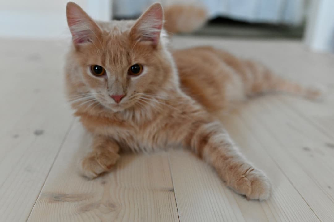 Kattfoto 2