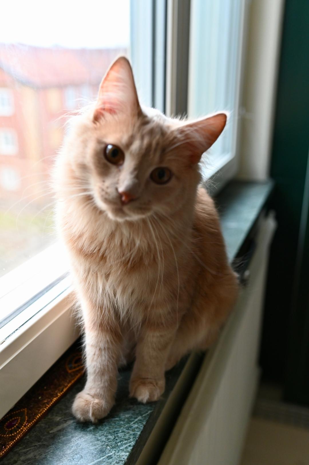 Kattfoto 3