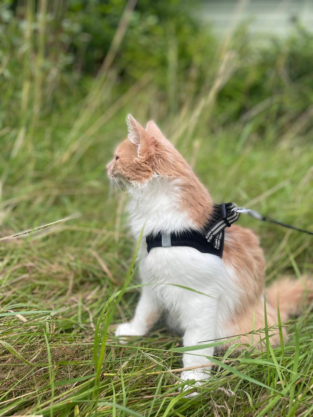 Kattfoto 3