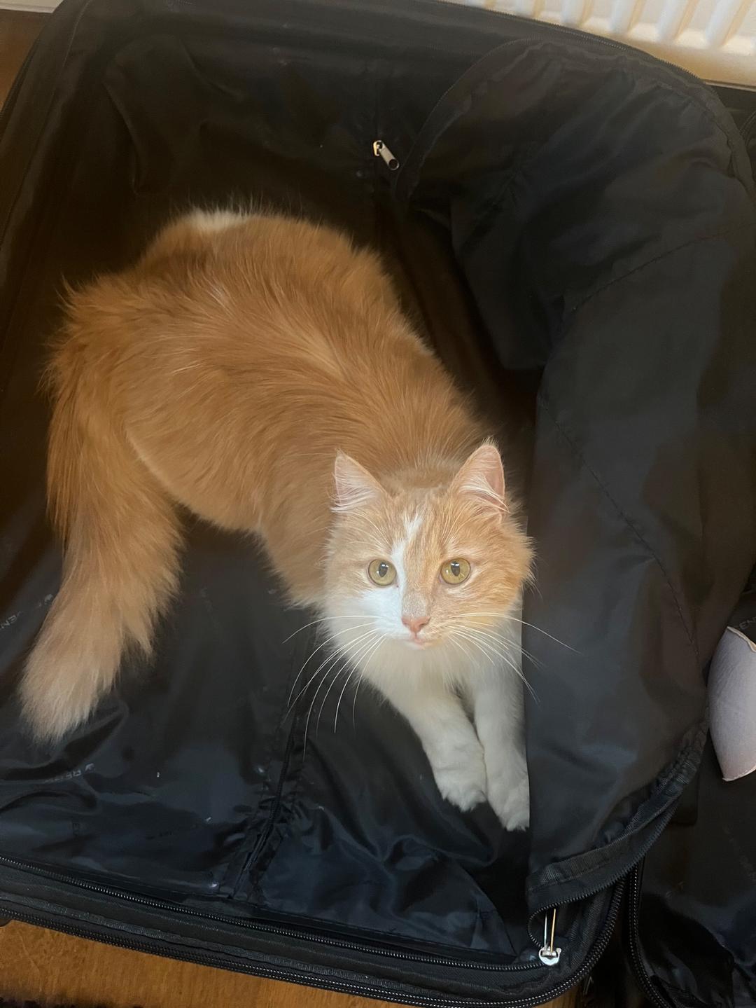 Kattfoto 2