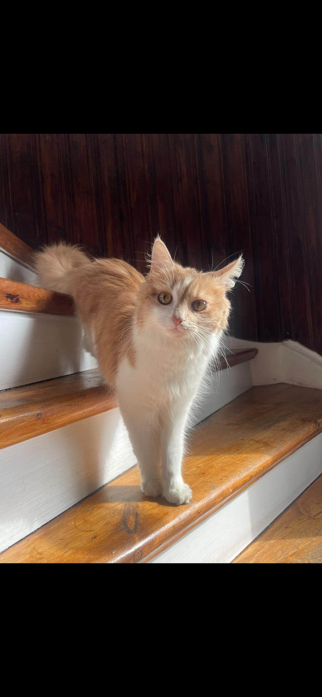Kattfoto 4