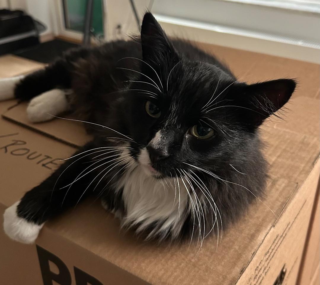 Kattfoto 2