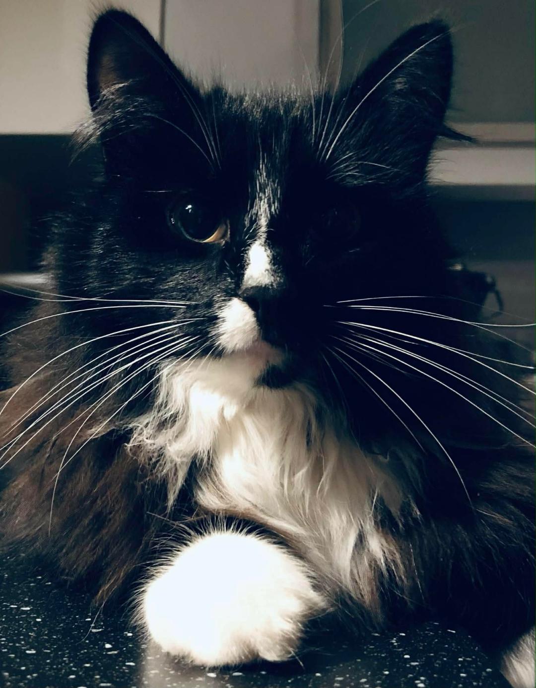 Kattfoto 3