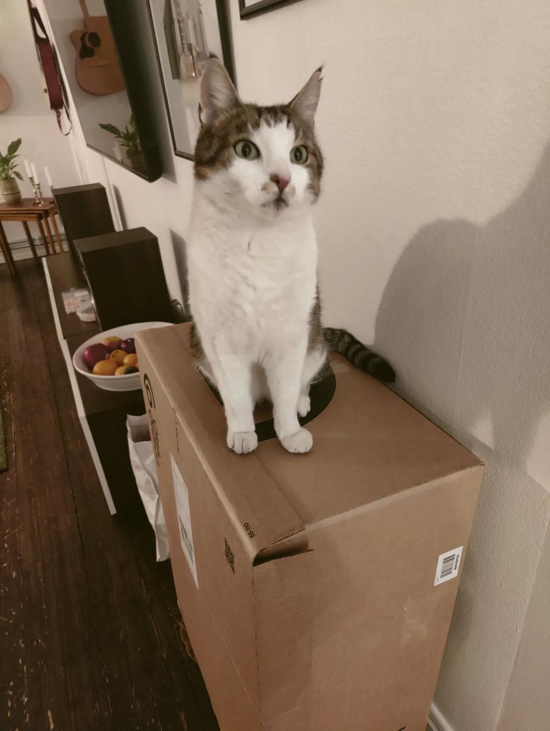 Kattfoto 5