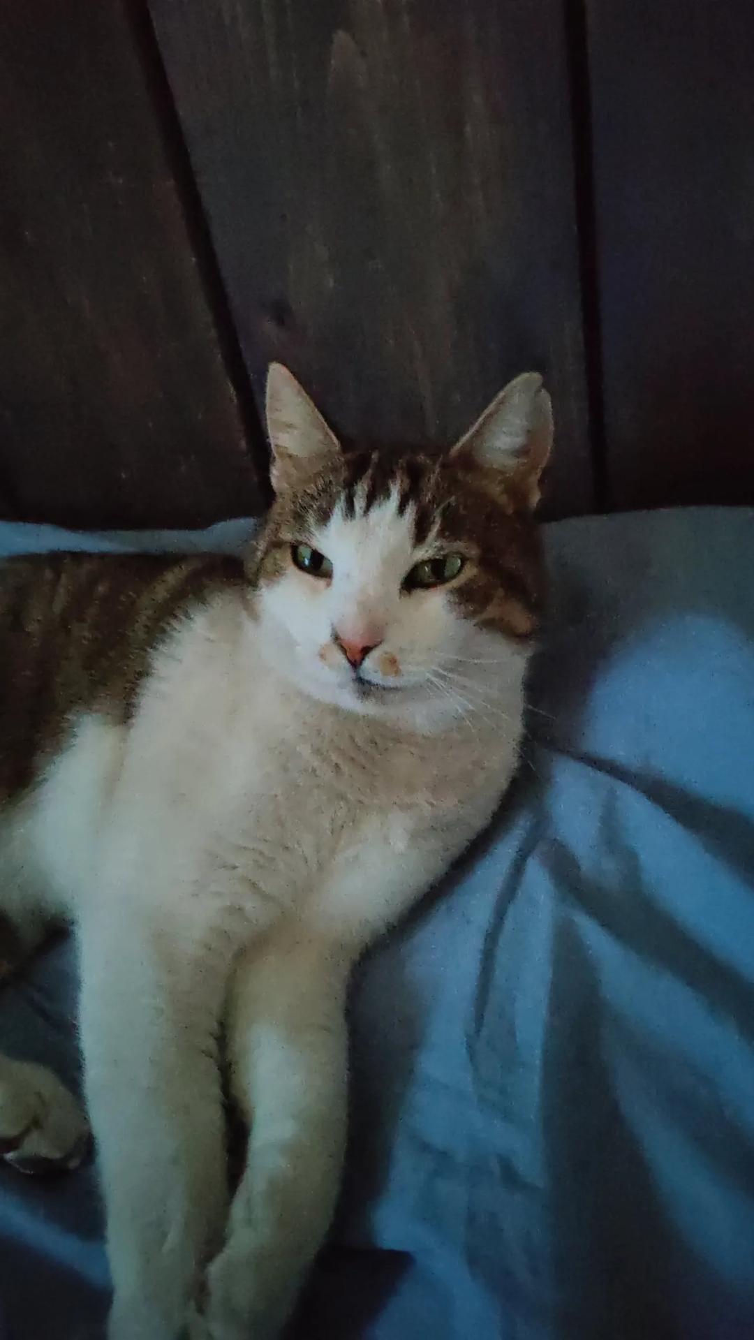 Kattfoto 4