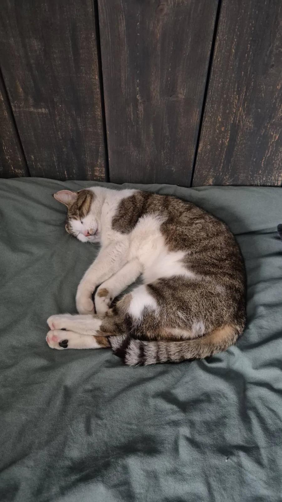 Kattfoto 2