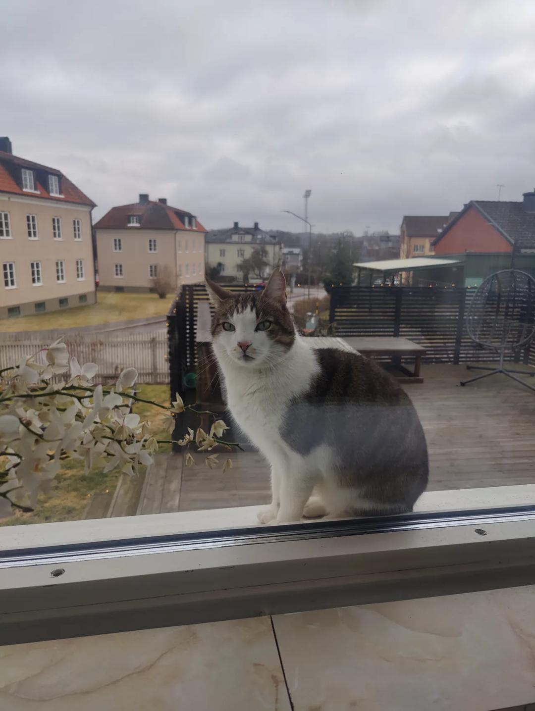 Kattfoto 3