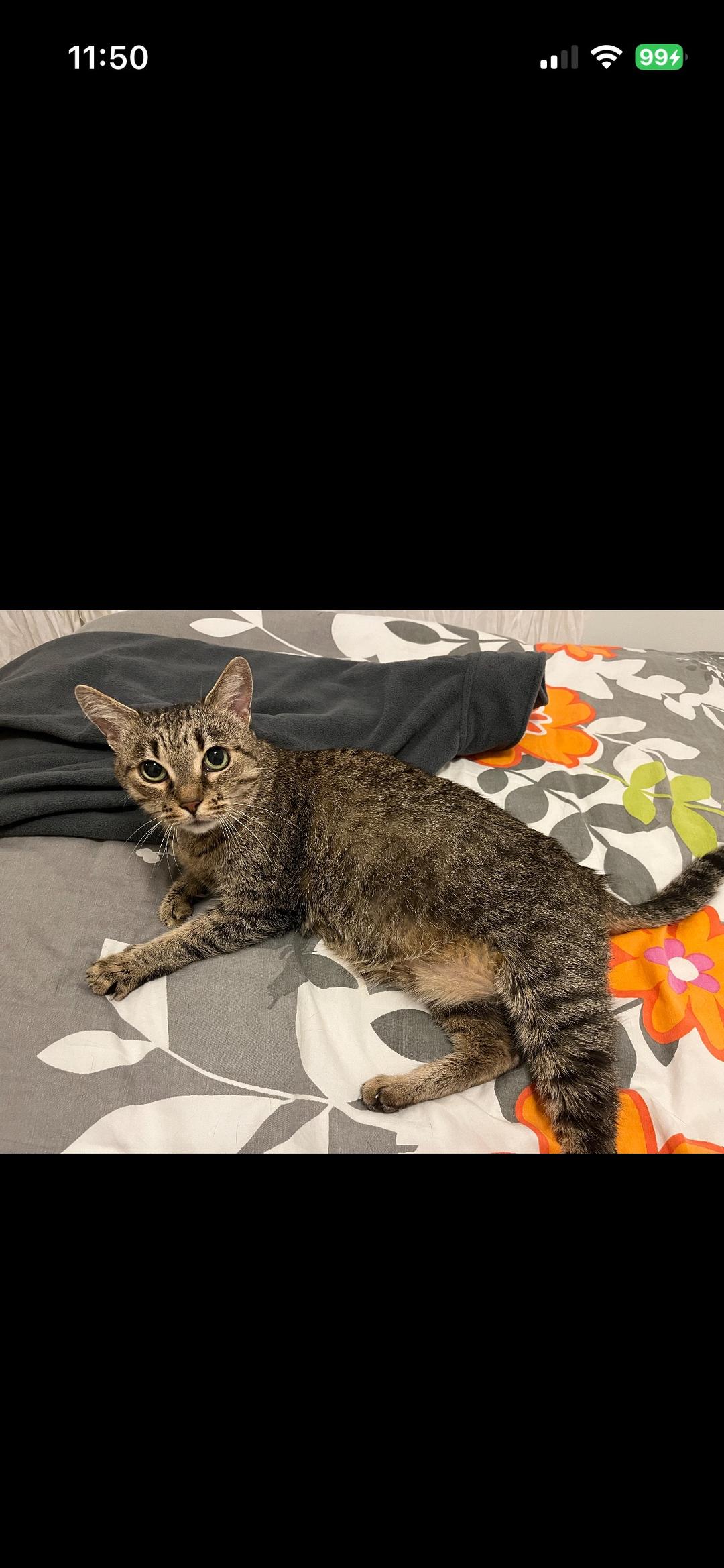 Kattfoto 2