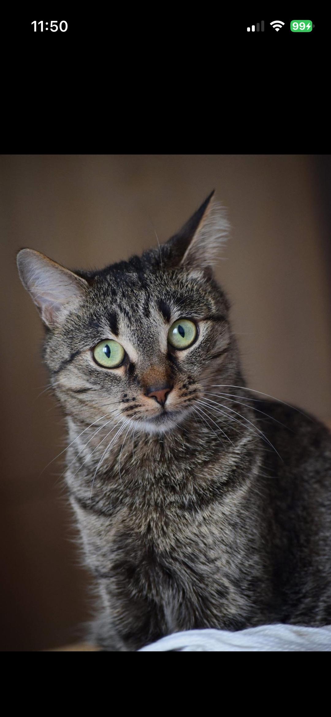 Kattfoto 3