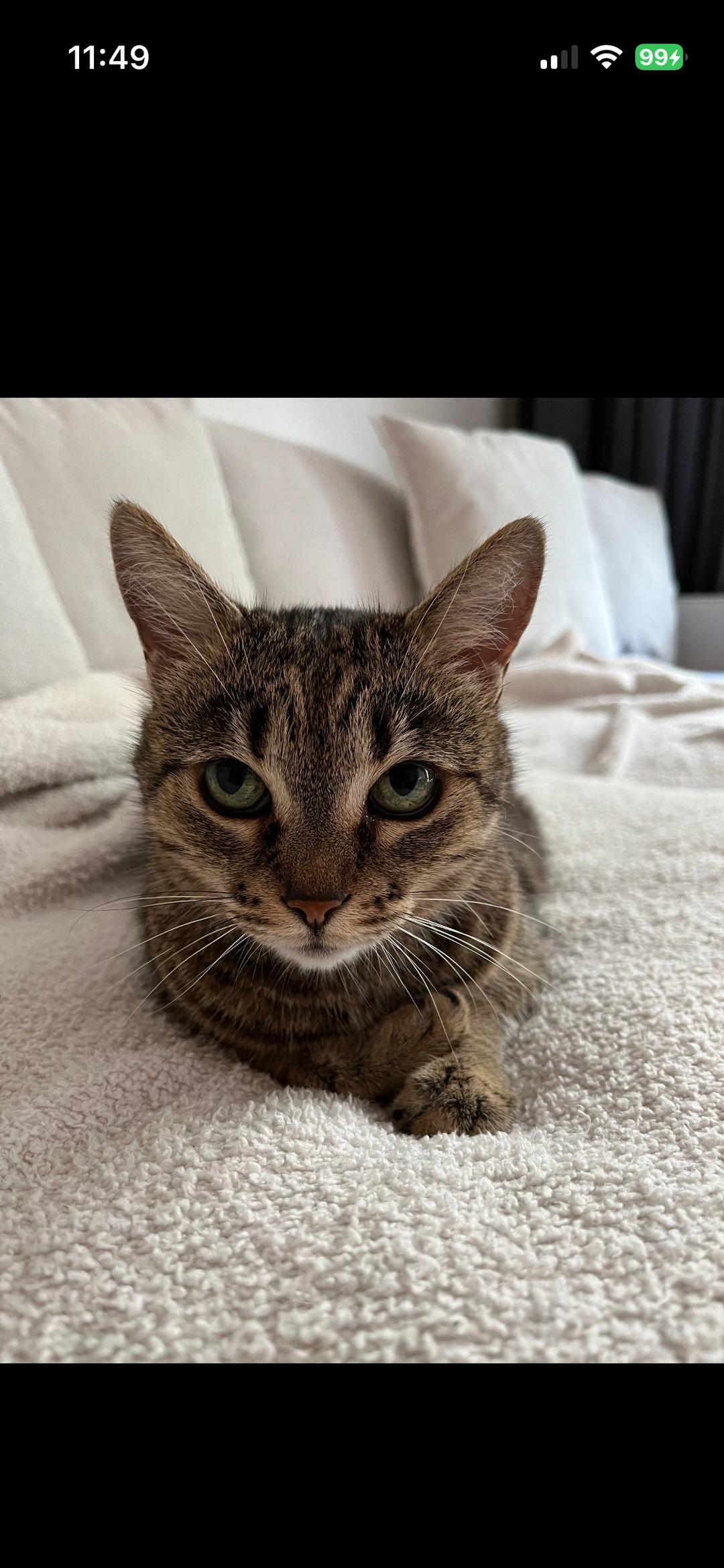 Kattfoto 4