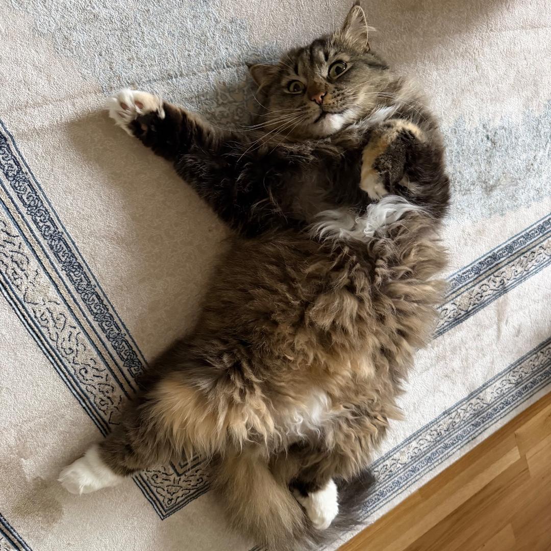 Kattfoto 2