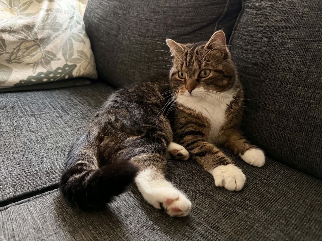Kattfoto 2